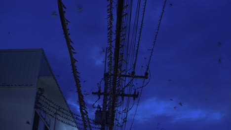 flock of starling birds resting in rows on the messy electric wires and flying across in evening under dark blue sky, low angle shot