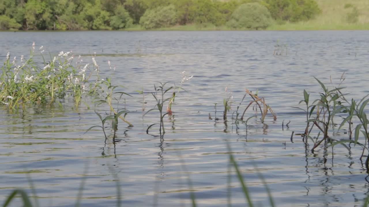 static shot of dam with ducks playing in the background