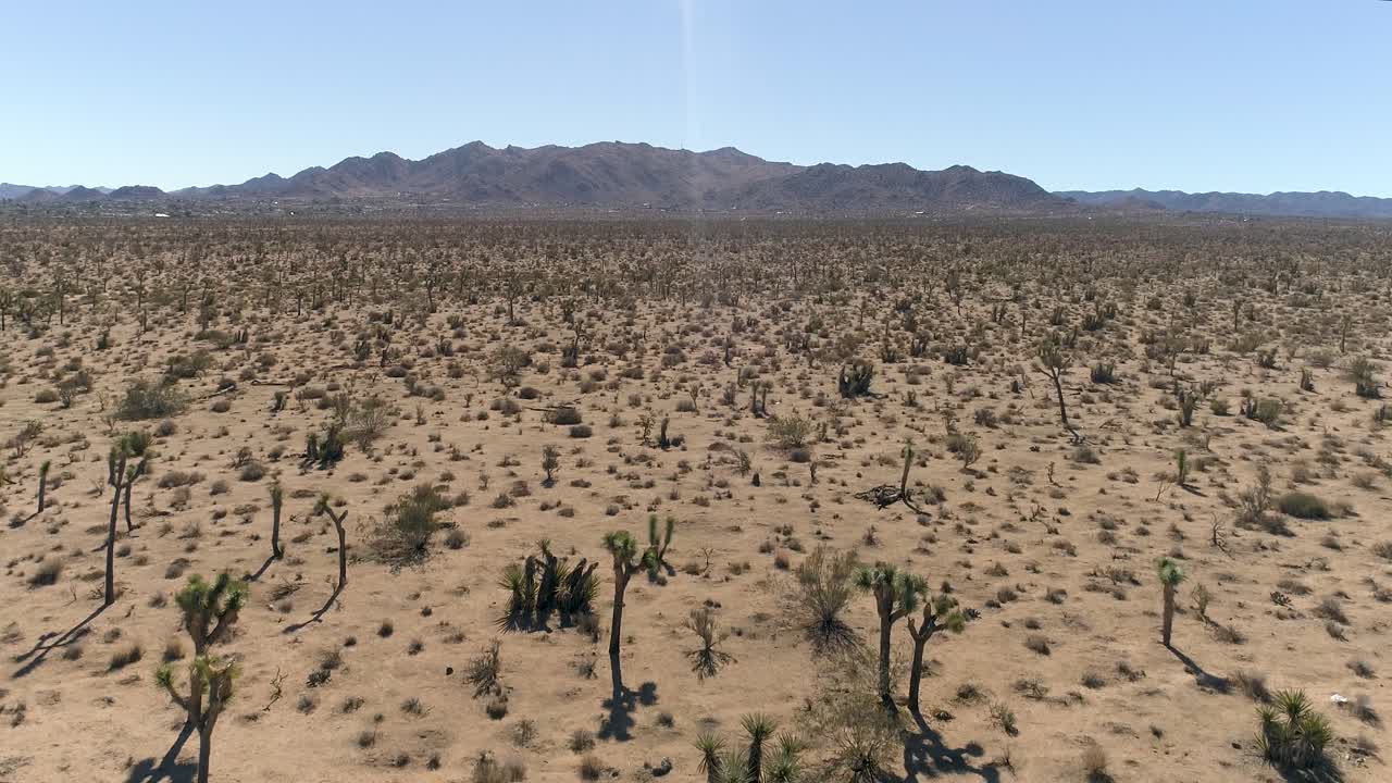 joshua tree 4k drone de desierto y cactus - plano general