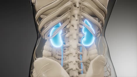 ilustración médicamente exacta de los riñones
