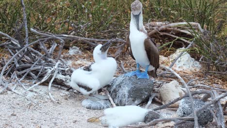 Piqueros-De-Patas-Azules-Con-Pollito-En-Su-Nido-Y-Pollito-Muerto-Junto-A-él---Seymour-Norte---Galápagos-Ecuador