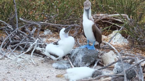 piqueros de patas azules con pollito en su nido y pollito muerto junto a él - seymour norte - galápagos ecuador