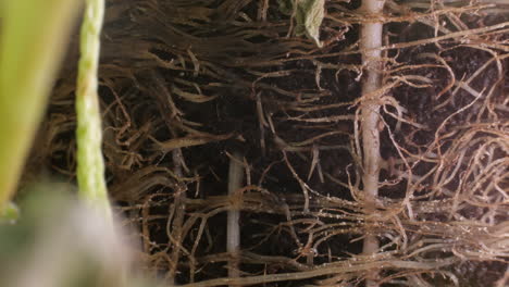 time lapse macro shot of growing moving plant roots in soil underground