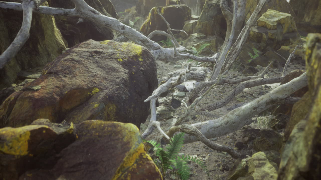 Misty afternoon forest floor with fallen trees and rocks