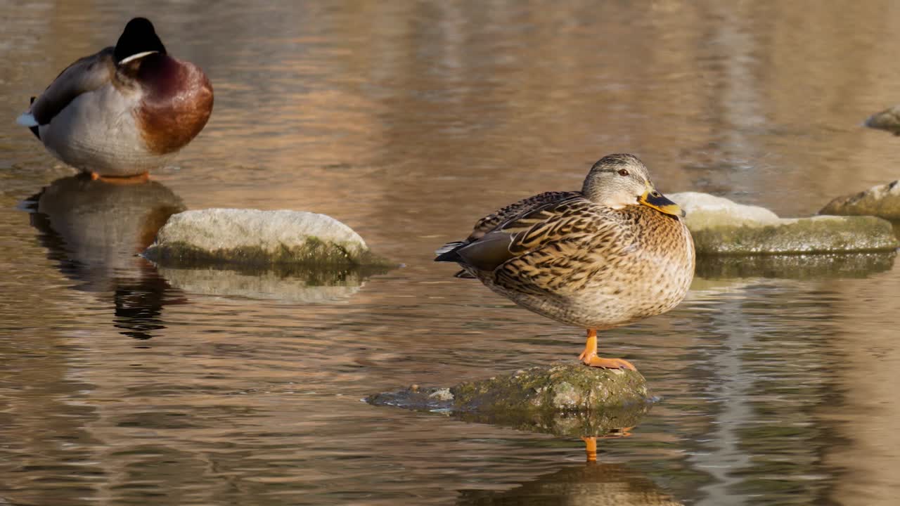 수컷과 암컷 청둥오리가 연못의 바위에서 휴식을 취하고 있습니다.