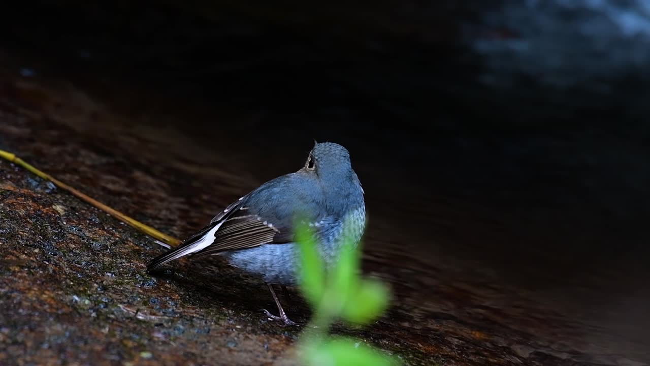 esta hembra de colirrojo plomizo no es tan colorida como el macho pero seguro que es tan esponjosa como una bola de un lindo pájaro
