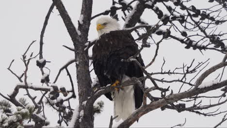 bald eagle bird perched on tree branches in mcintyre creek park, whitehorse, canada. close-up shot