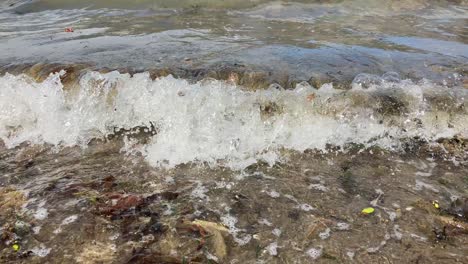 junto a la playa hay frijoles de algas y organismos de plantas flotantes