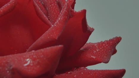 Close-Up-Of-Wet-Red-Rose-Rotating-On-Gray-Background