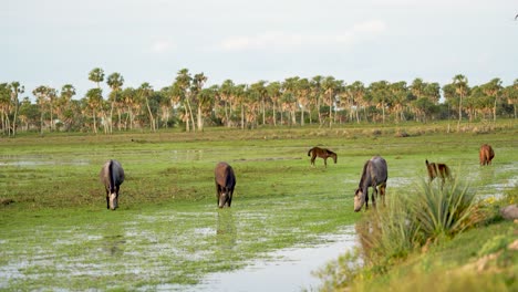 Grupo-De-Caballos-Salvajes-Pastando-En-Un-Pasto-Verde-En-Argentina