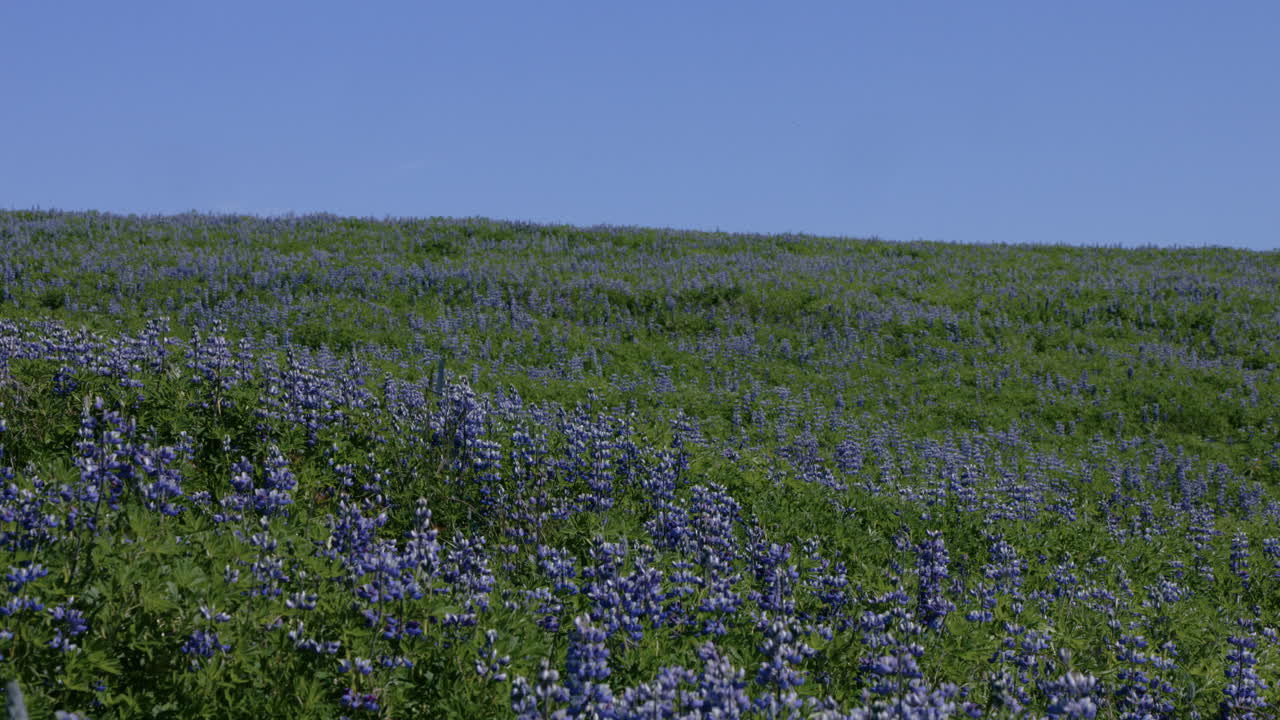 꽃이 피는 거대한  ⁇  nootka lupine 꽃, 아이슬란드, 위로 기울어