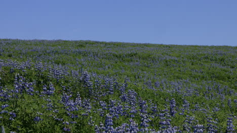 Enormous-field-of-blooming-Nootka-lupine-flowers,-Iceland,-tilt-up