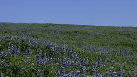 꽃이 피는 거대한  ⁇  nootka lupine 꽃, 아이슬란드, 위로 기울어