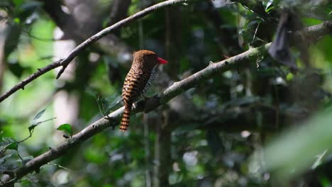 Weibchen-Mit-Blick-Nach-Rechts-Und-Beweglichem-Kamm,-Gebänderter-Eisvogel-Lacedo-Pulchella,-Thailand