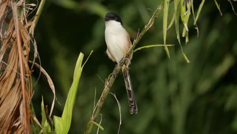 Long-tailed-Shrike-or-Rufous-backed-Shrike-or-Black-headed-Shrike-Perched-on-Twig-in-Tropics-Looking-Down-Searching-for-Food