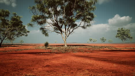 african landscape with a acacia trees