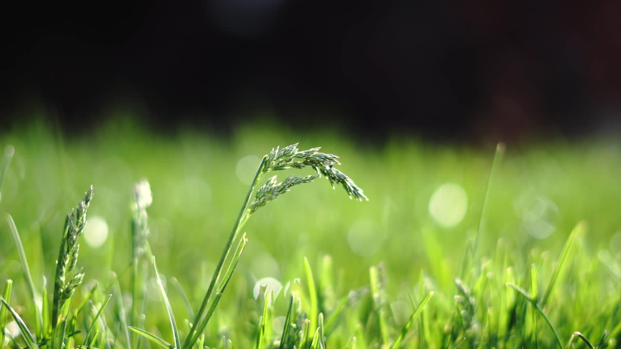잔디밭에서 바람에 흔들리는 씨앗이 있는 밝은 녹색 건강한 잔디