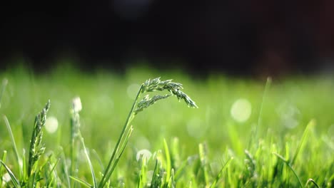 hierba saludable verde brillante con semillas ondeando en el viento en el césped de cerca