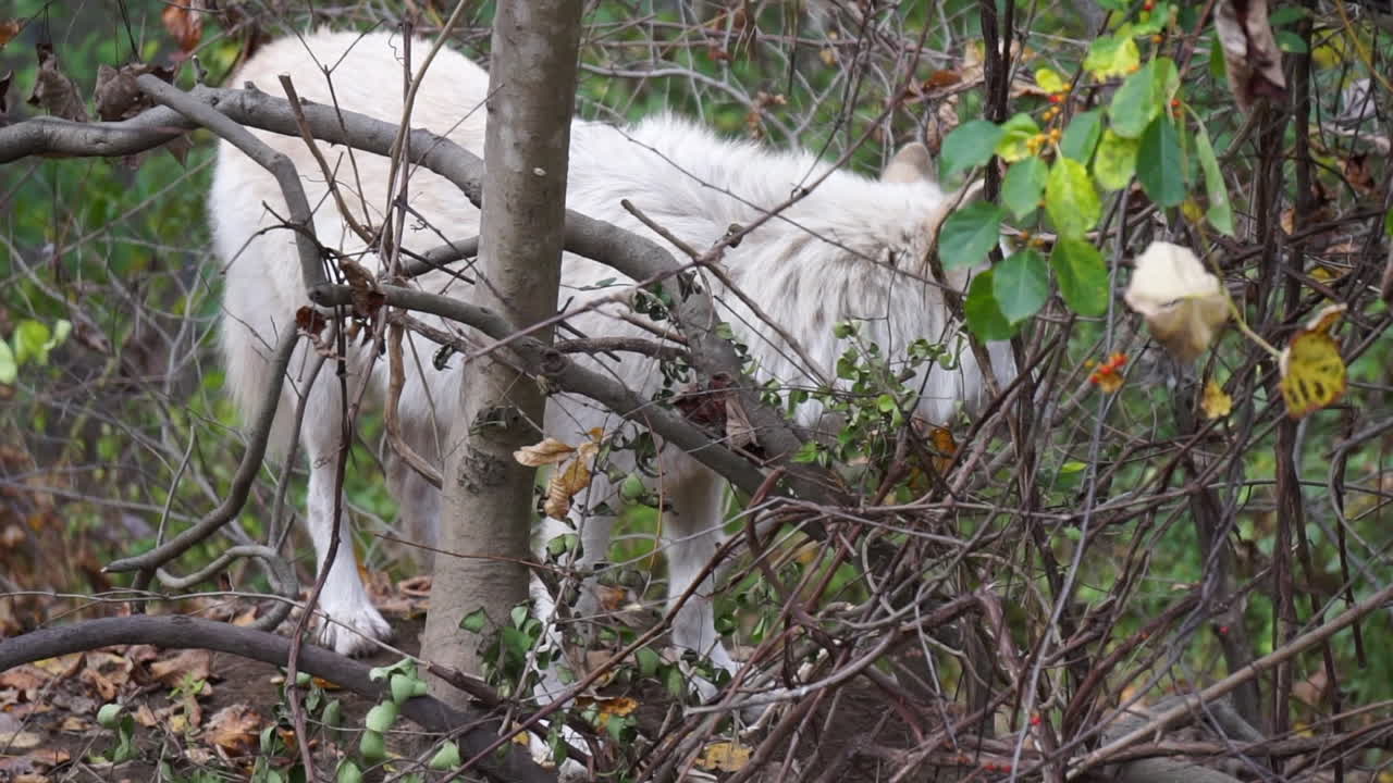el lobo gris de las montañas rocosas del sur se encuentra dentro de un matorral boscoso, mira a su alrededor y a los árboles, oliendo el aire