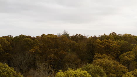 Drone-rises-along-autumn-treetop-canopy-in-Ozark-National-Forest-of-Arkansas