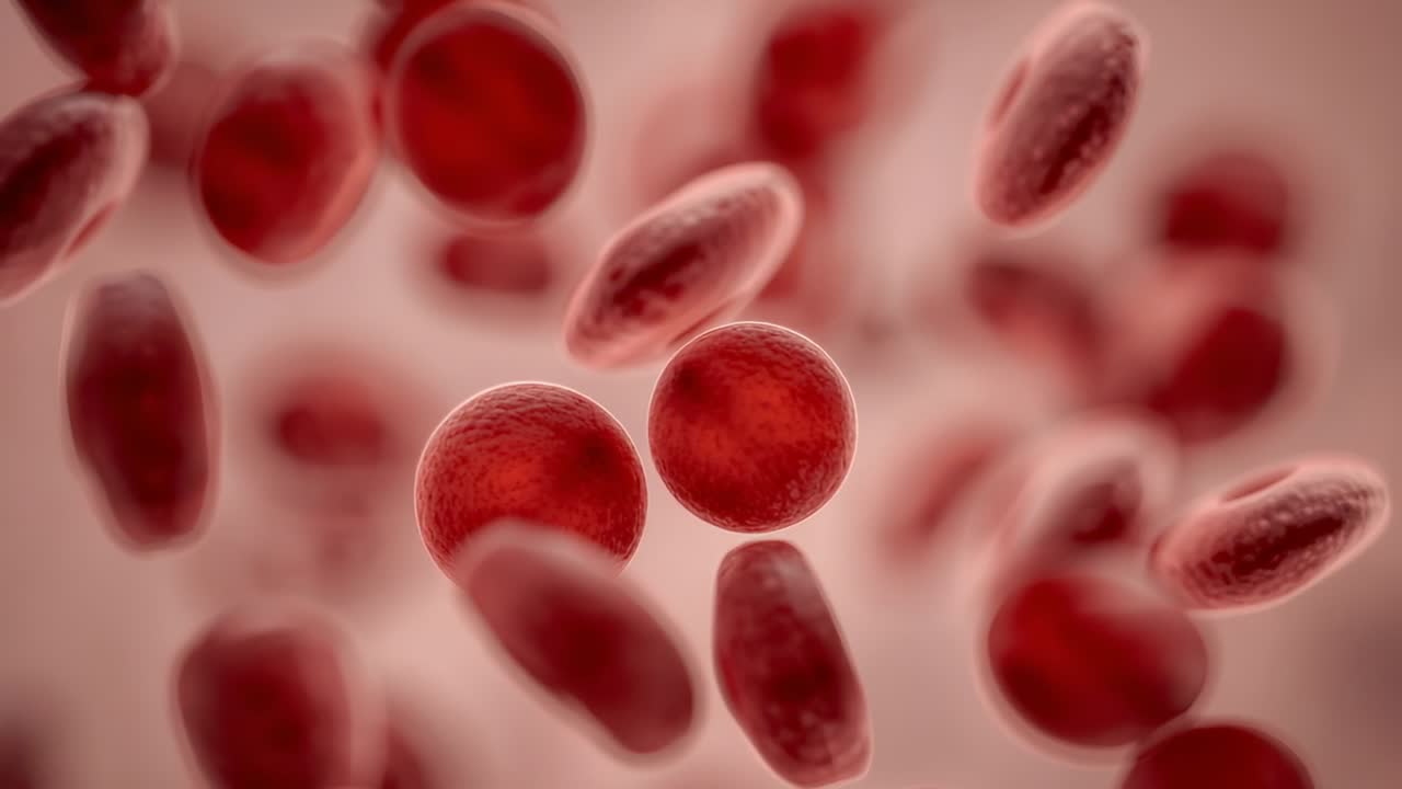 Being carried by plasma flow red blood cells drifting, tumbling in lumen illustrating dynamic flow