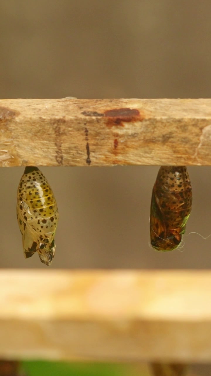 Row of butterfly chrysalises hatching