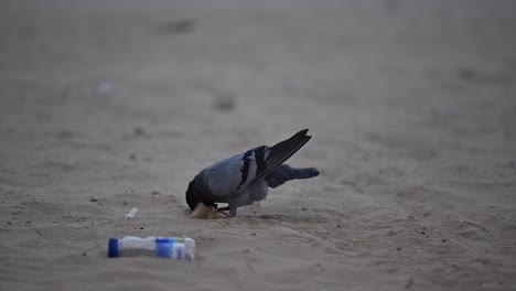 desert silence surrounds an injured pigeon, clinging to survival.