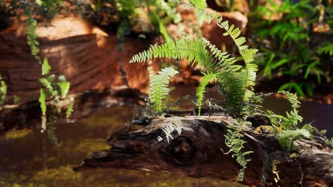 estanque dorado tropical con rocas y plantas verdes