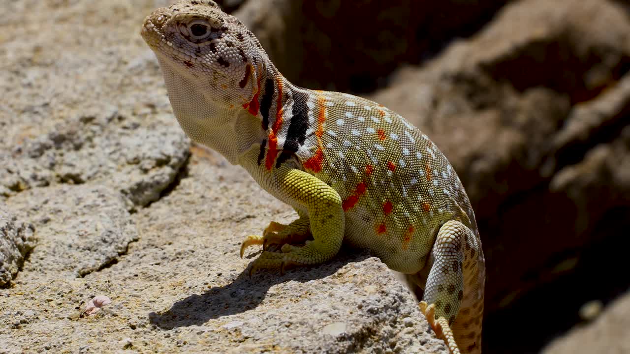 Static closeup video of a female Eastern Collared lizard Crotaphytus collaris. The lizard shakes it's head