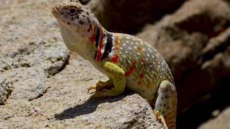 static closeup video of a female eastern collared lizard crotaphytus collaris. the lizard shakes it's head