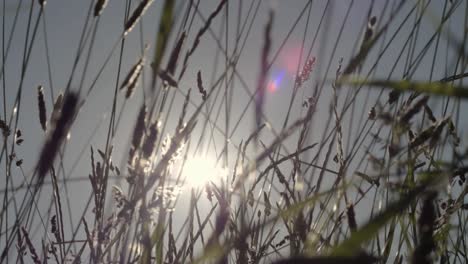 grass blowing in the breeze at sunset