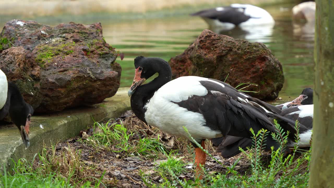fotografía de cerca de un ganso magpie, anseranas semipalmata con un llamativo plumaje blanco y negro, de pie junto al estanque en su hábitat natural con sus compañeros nadando y buscando alimento en el agua