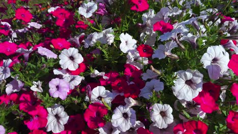 a vibrant display of petunias: a close-up view of colorful blooms in shades of pink and white captured in bright natural light