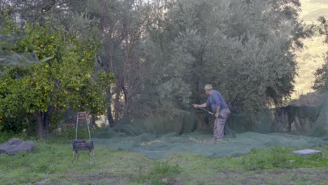típico español cosechando aceitunas con su perro y herramientas antiguas