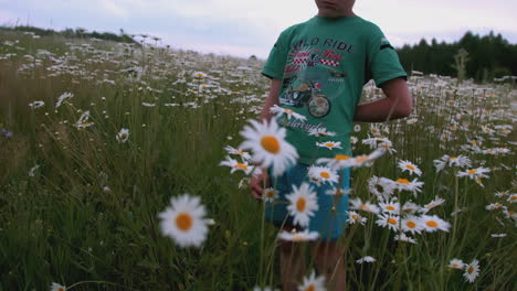 niño en un campo de margaritas