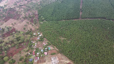 top down view of forest, woodland aerial shot