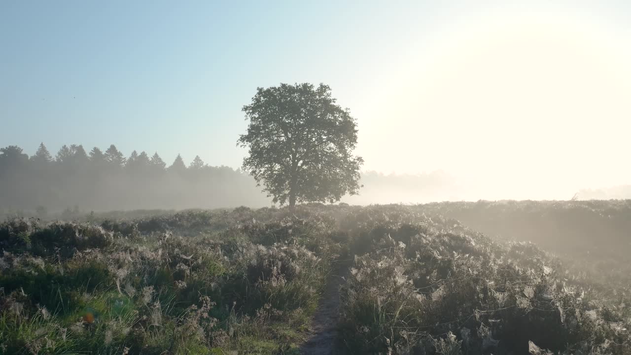 Misty Sunrise over a Heath Landscape