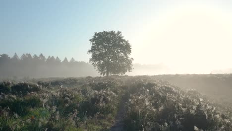misty sunrise over a heath landscape