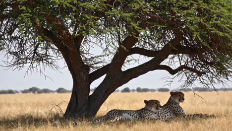 cheetahs resting under a tree in the savannah