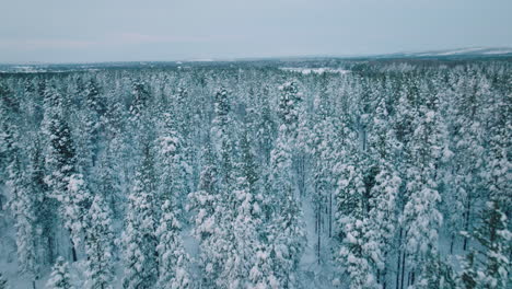 snow-blanket forest woods against gloomy sky in lapland, finland