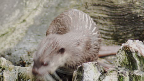 Primer-Plano-De-Una-Pequeña-Nutria-Asiática-Con-Garras-En-Un-Día-Soleado