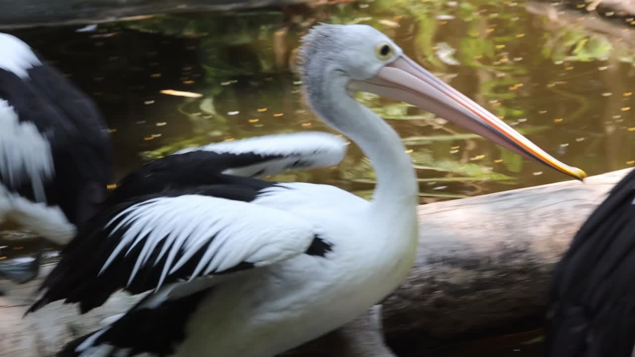 Pelicans Standing on Logs Above Pond in Tropical Wildlife Habitat