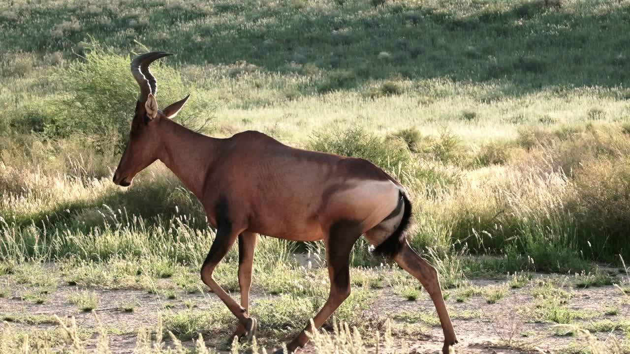 A hartebeest in soft evening light walking