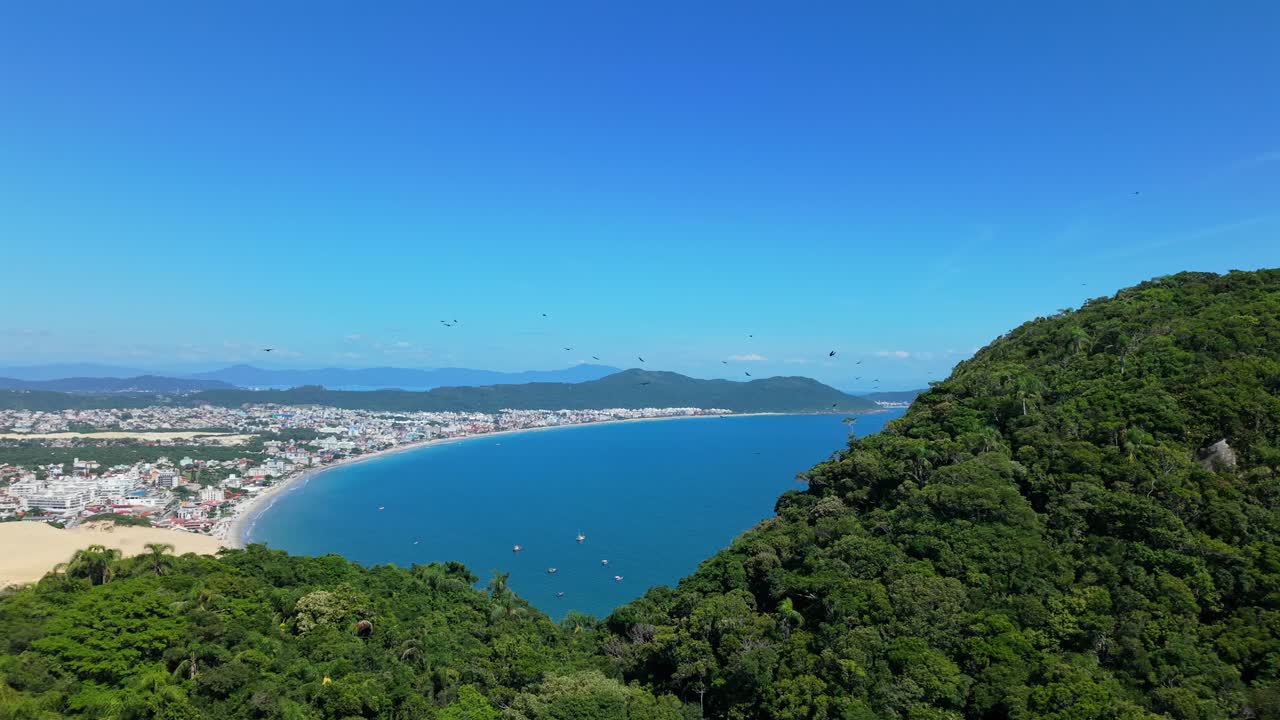 Drone terbang ke kiri dari bukit hijau rimbun menyingkap pemandangan panorama kota Florianopolis, garis pantai Pantai Praia dos Ingleses dan sekawanan burung di langit biru