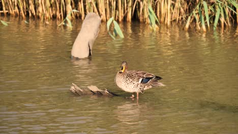 Pato-De-Pico-Amarillo-Preens-Plumas-Rizadas-De-Pie-En-El-Río-De-Registro