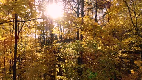 madera de bosque de otoño colorida