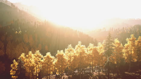 stunning sunset over a golden forest