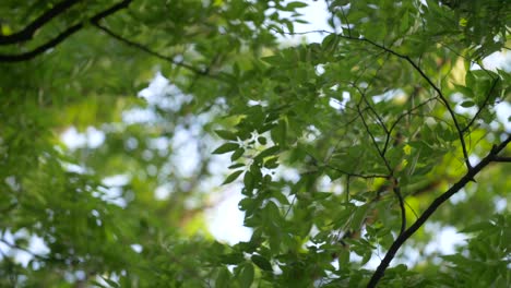 風にそよぐ木の枝