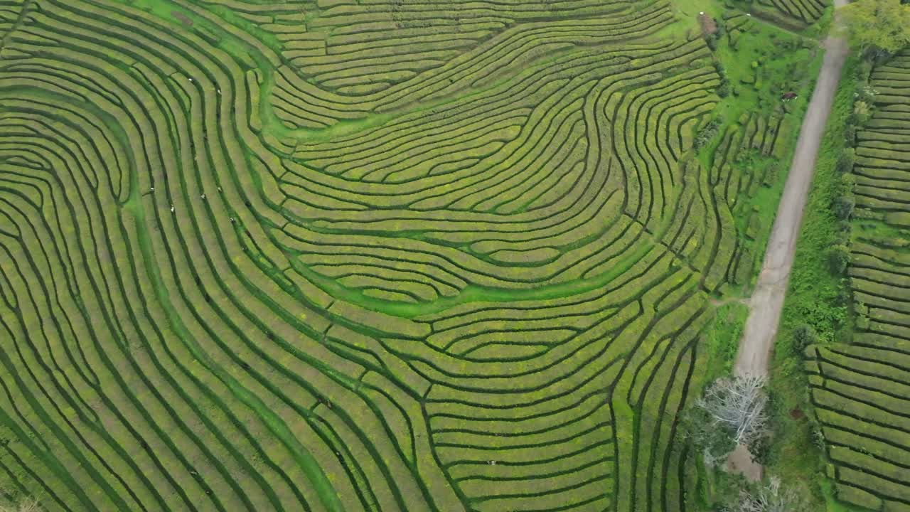 las plantaciones de té, las terrazas verdes de los campos de gorreana, el vuelo de los drones en são miguel, azores
