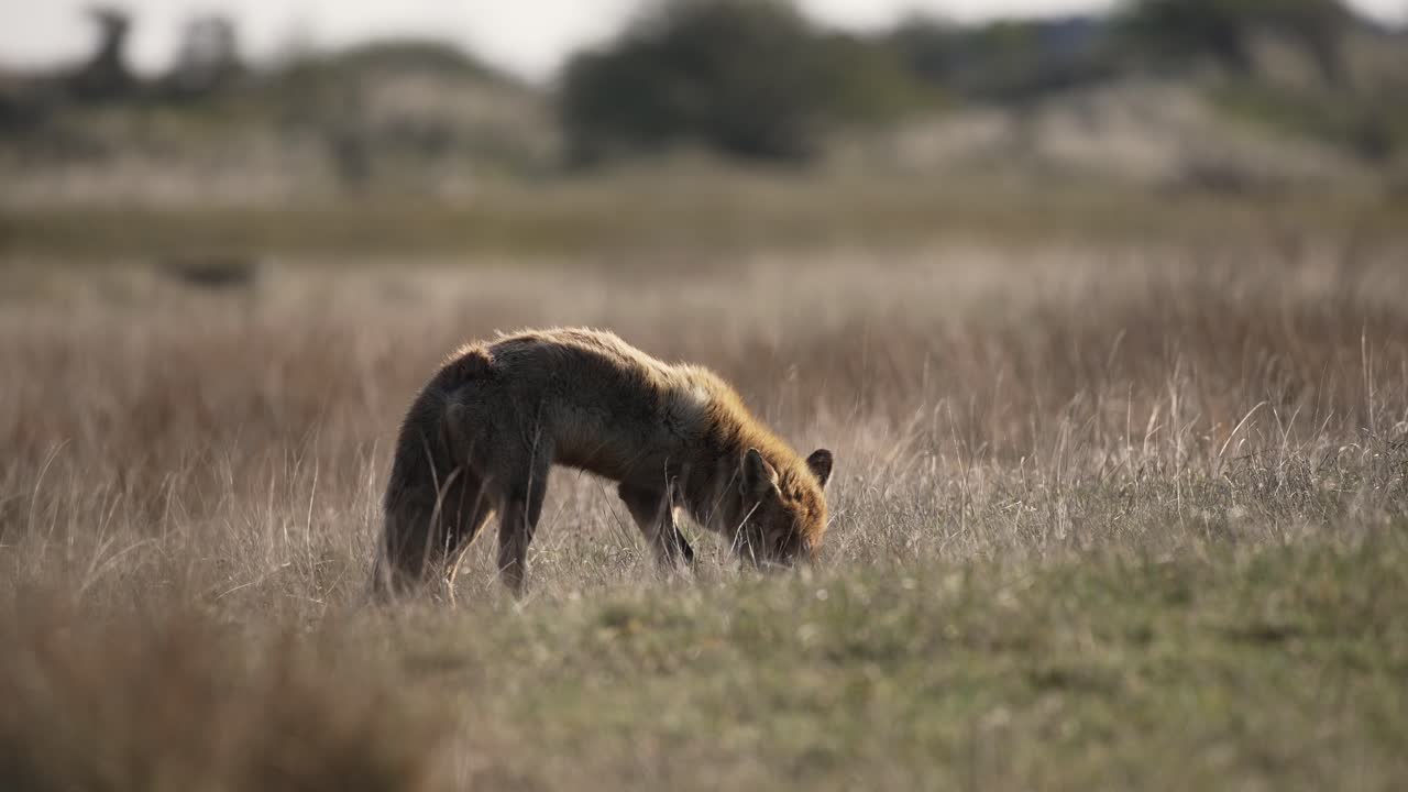 Hungry wild Red Fox feeding in a grassy field hunting insects backlit with sunset light